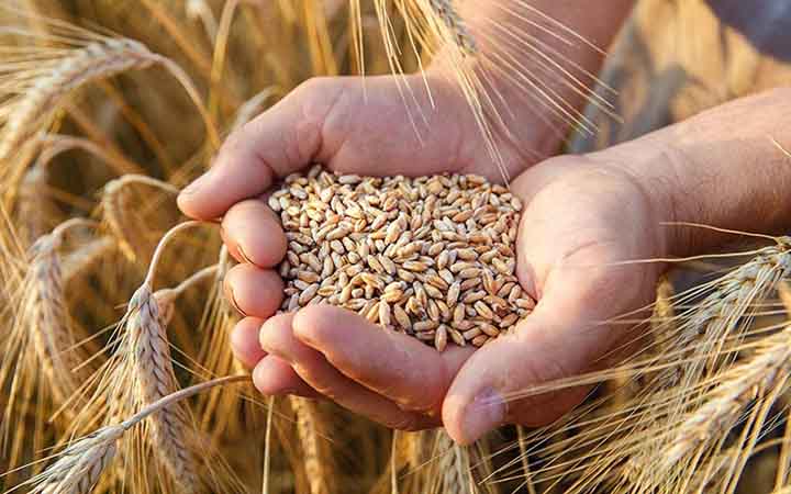 The seeds of good